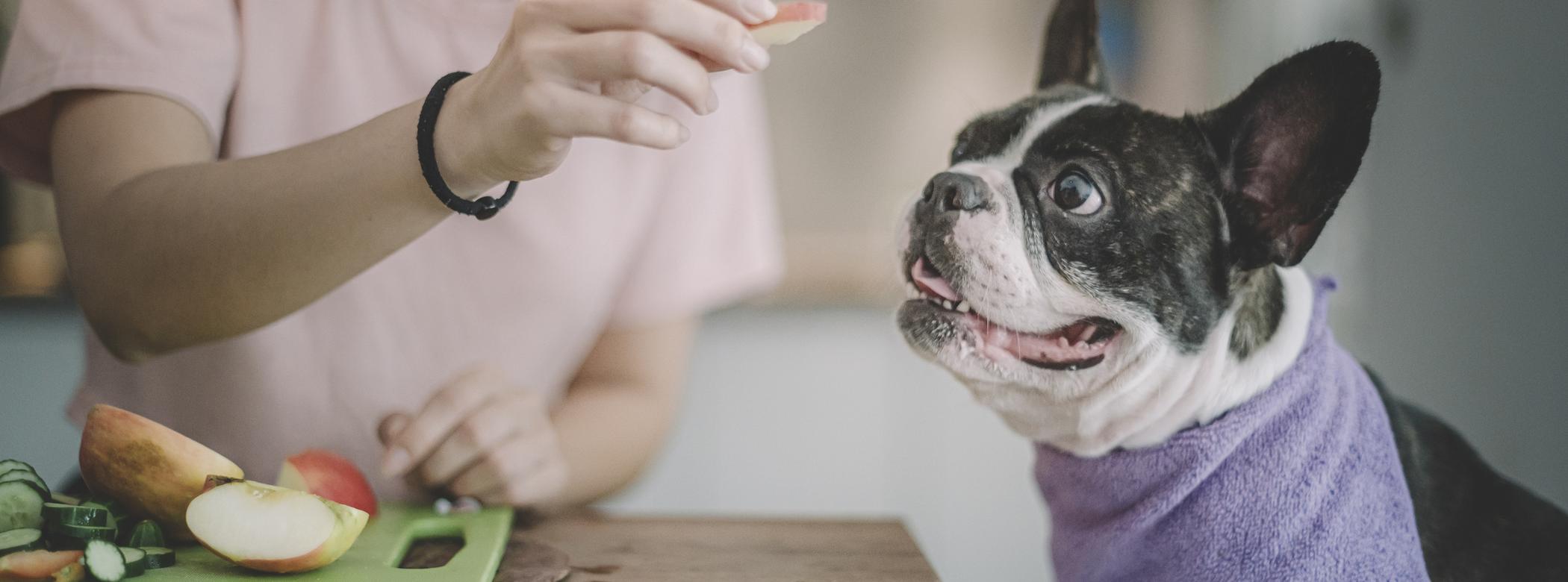 A person holds a slice of apple to feed a playful dog with a purple towel around their neck at a kitchen table.