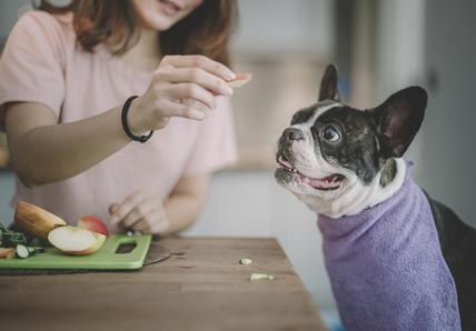 A person holds a slice of apple to feed a playful dog with a purple towel around their neck at a kitchen table.