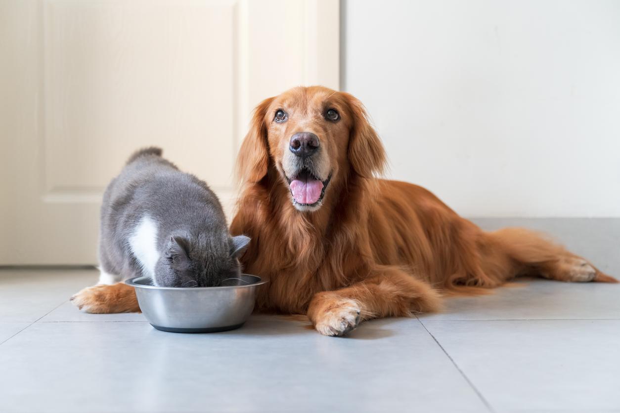 Golden Retriever lying on the floor, smiling, beside a grey and white cat eating from a metal bowl.