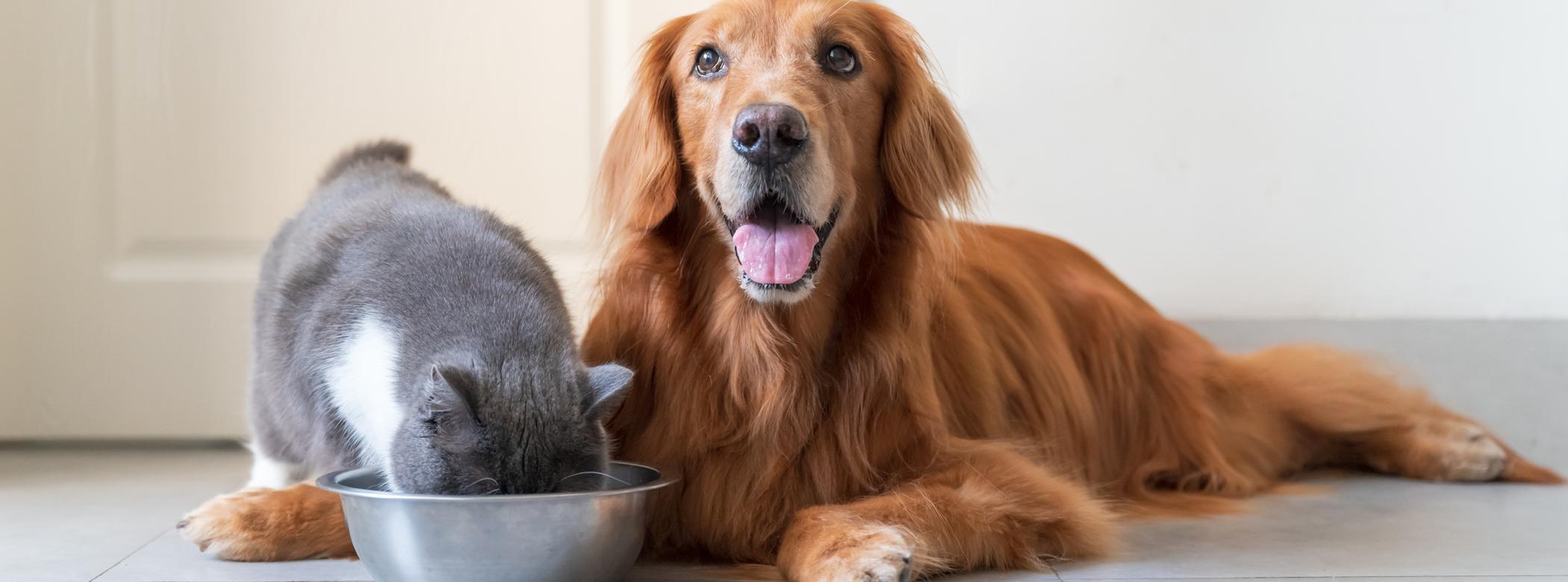 Golden Retriever lying on the floor, smiling, beside a grey and white cat eating from a metal bowl.