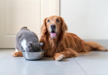 Golden Retriever lying on the floor, smiling, beside a grey and white cat eating from a metal bowl.