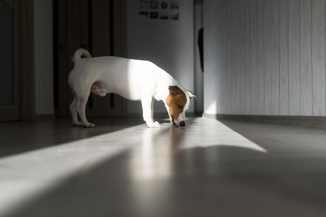 A Jack Russell licks the floor in a hallway