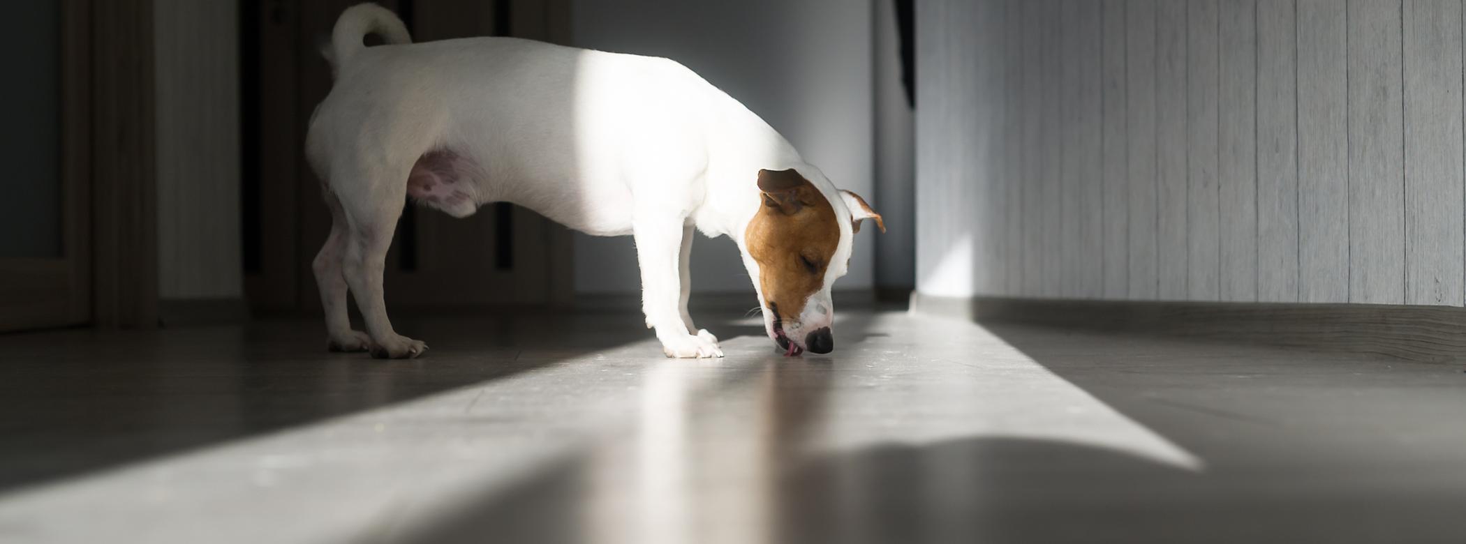 A Jack Russell licks the floor in a hallway