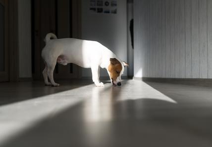 A Jack Russell licks the floor in a hallway