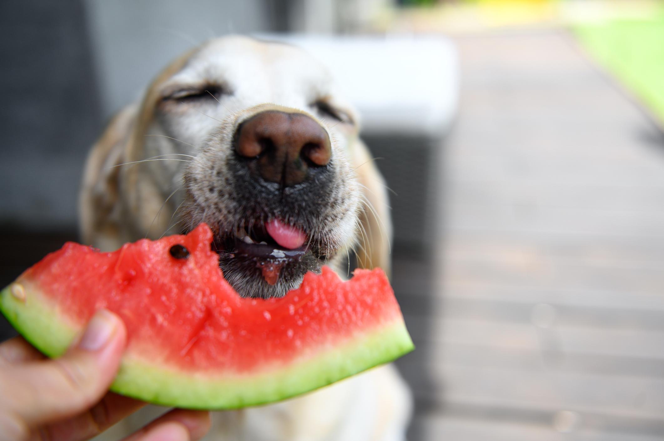 A Labrador Retriever joyfully eating a slice of watermelon, with its tongue out and eyes closed in delight.