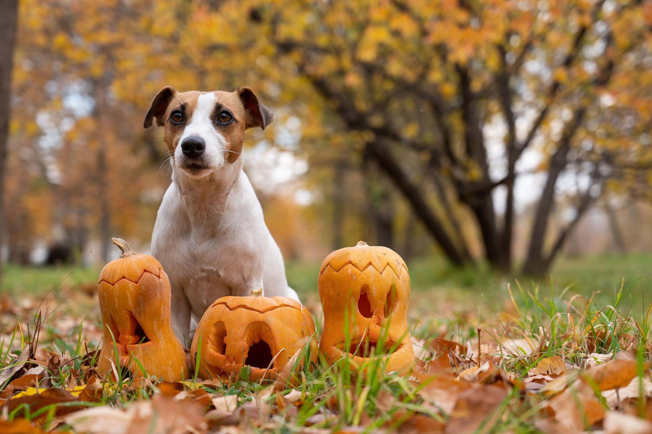 Image of a brown-and-white Jack Russell next to some carved pumpkins in a field
