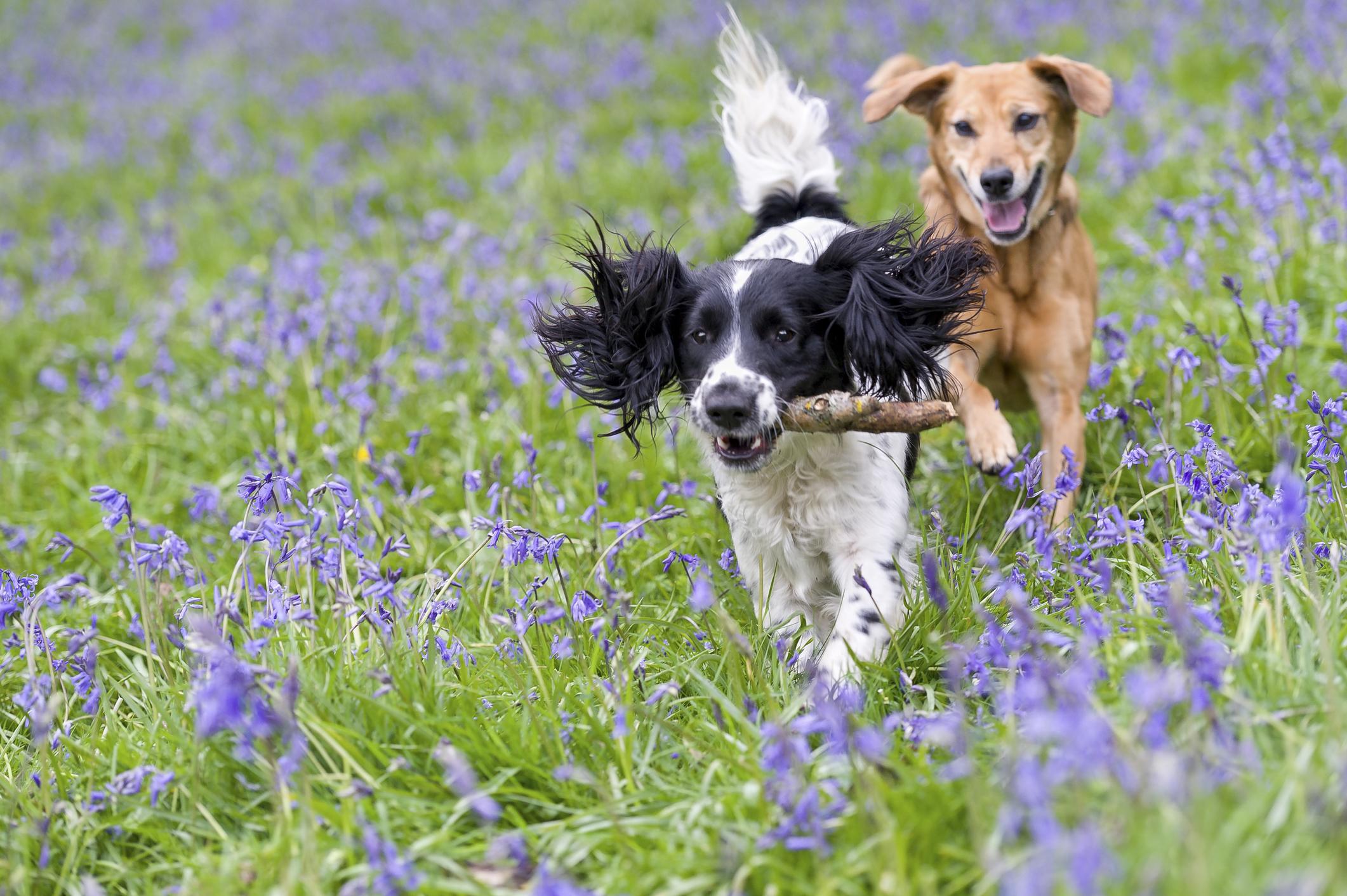 Two dogs running, one has a stick in their mouth, the dog behind them chases