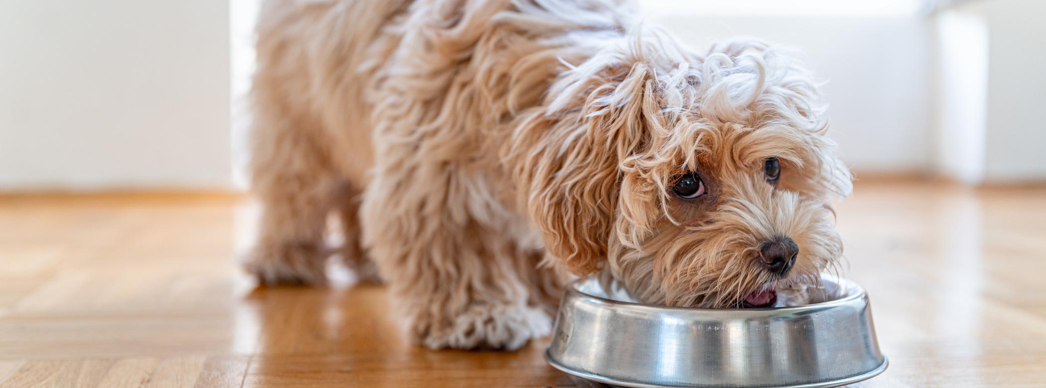 Fluffy dog eating from a metal bowl on a wooden floor, with a few kibble pieces scattered around.