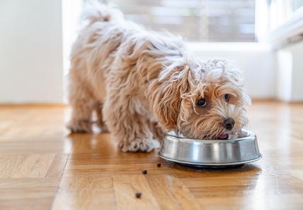 Fluffy dog eating from a metal bowl on a wooden floor, with a few kibble pieces scattered around.