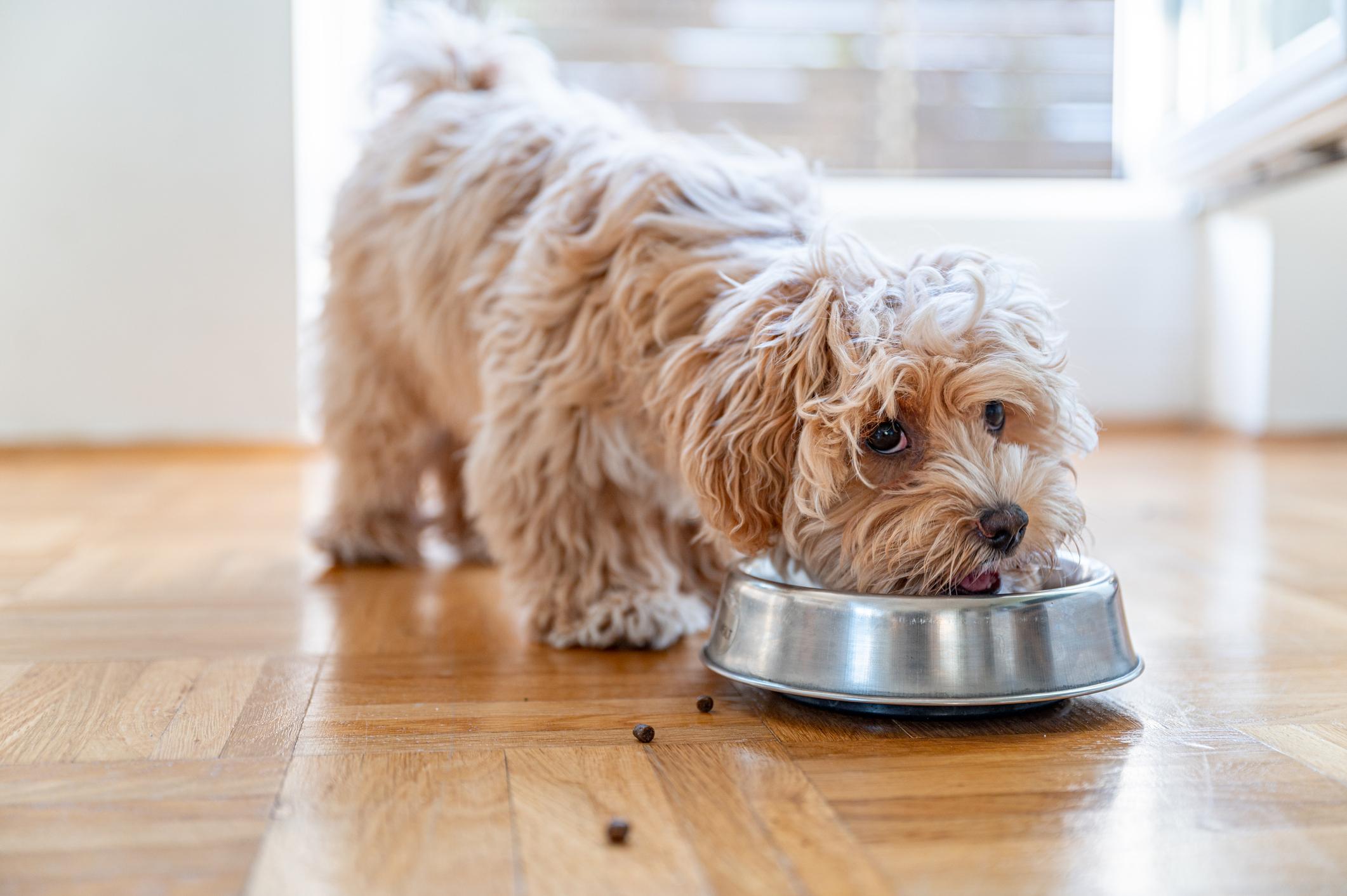 Fluffy dog eating from a metal bowl on a wooden floor, with a few kibble pieces scattered around.