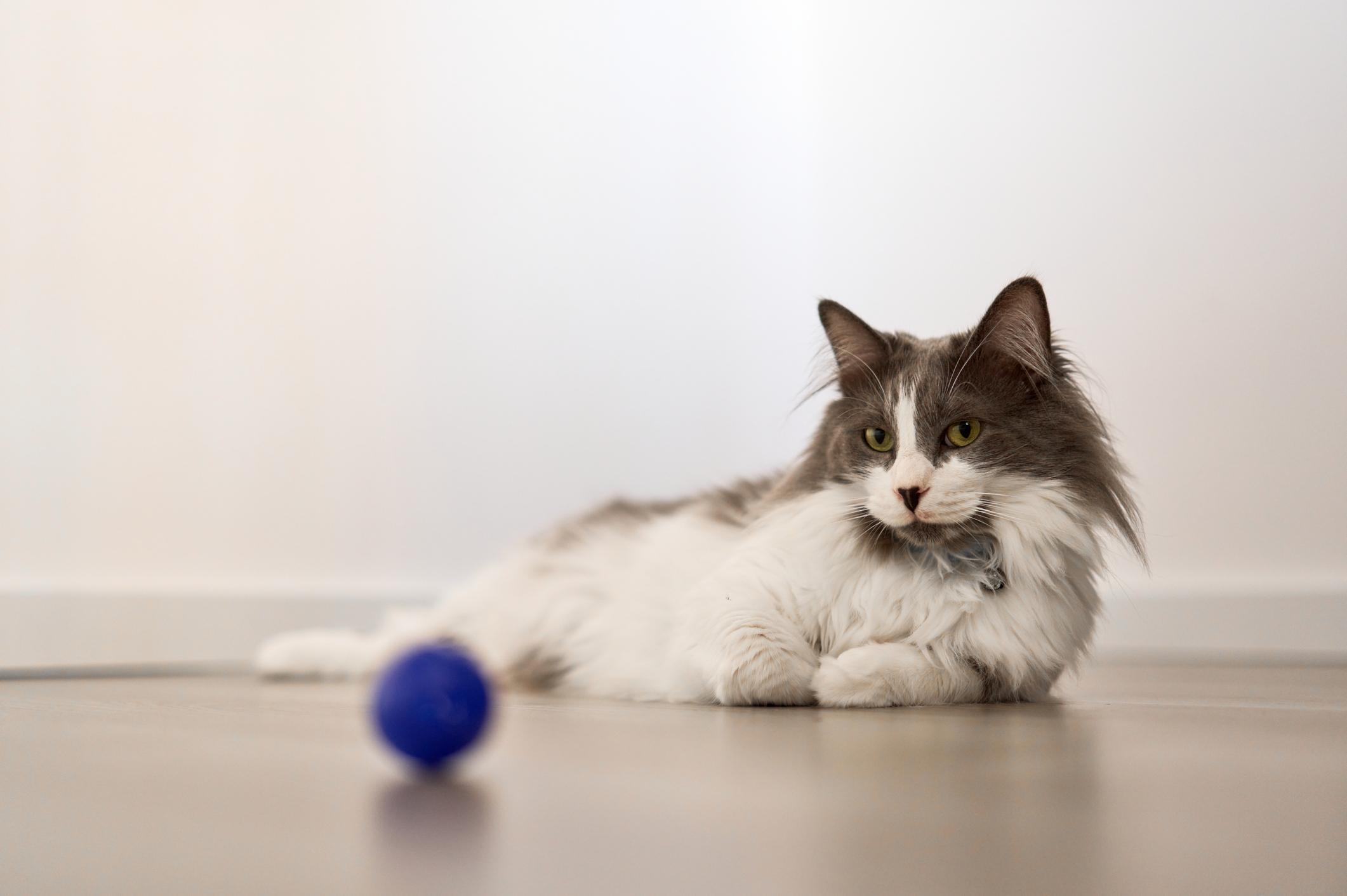 Fluffy grey and white cat lounging on the floor, intently watching a blue ball in the foreground.
