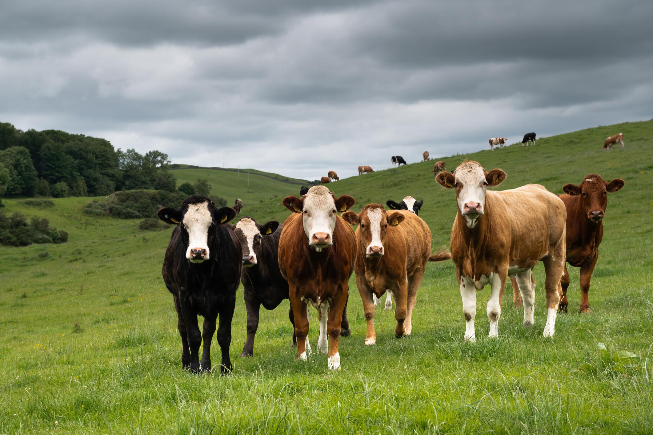 Cows standing on a green hill under a cloudy sky, with more cows grazing in the background.