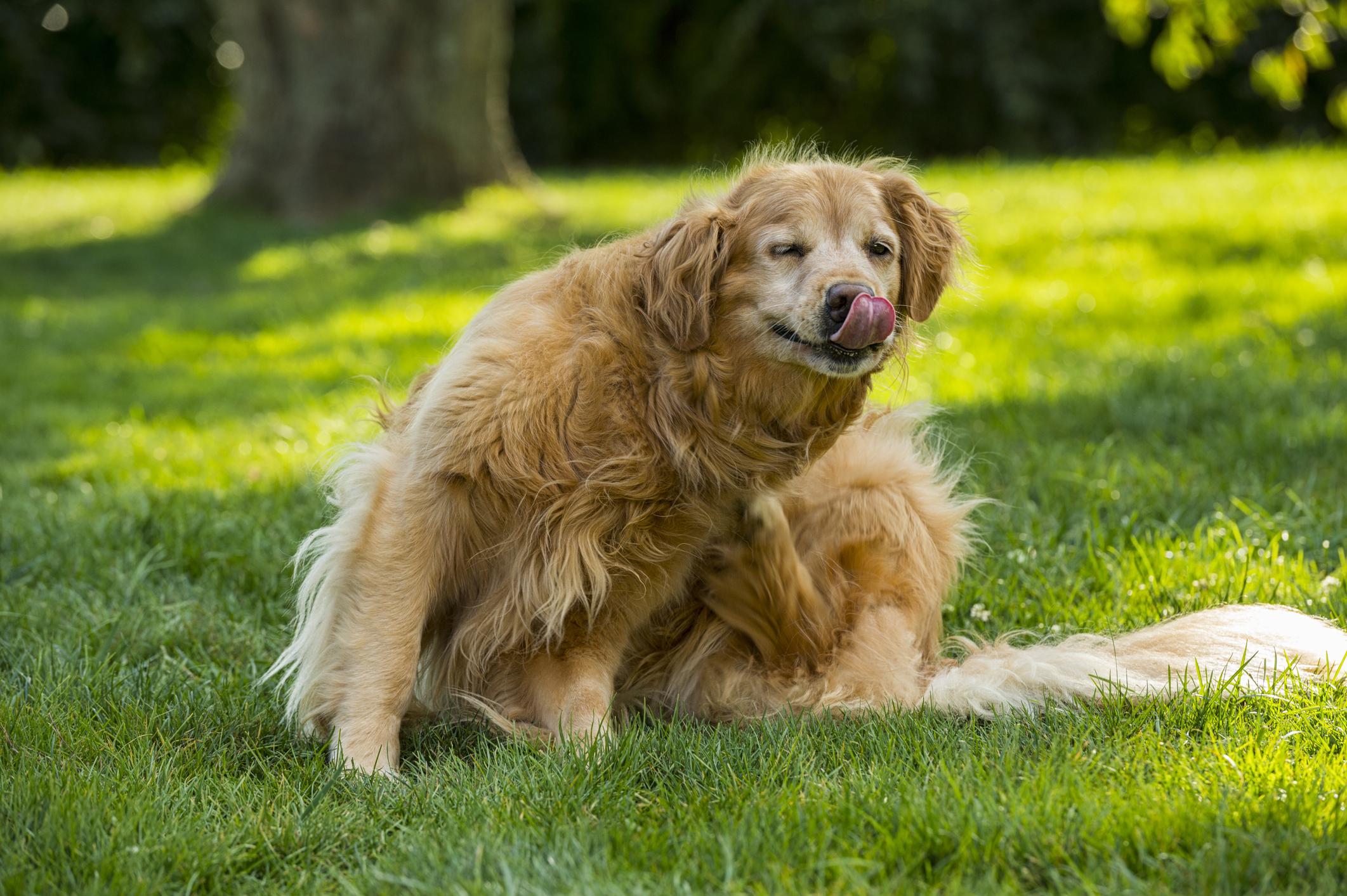 Golden Retriever sitting on grass, licking their nose with eyes partially closed, in a sunny park.