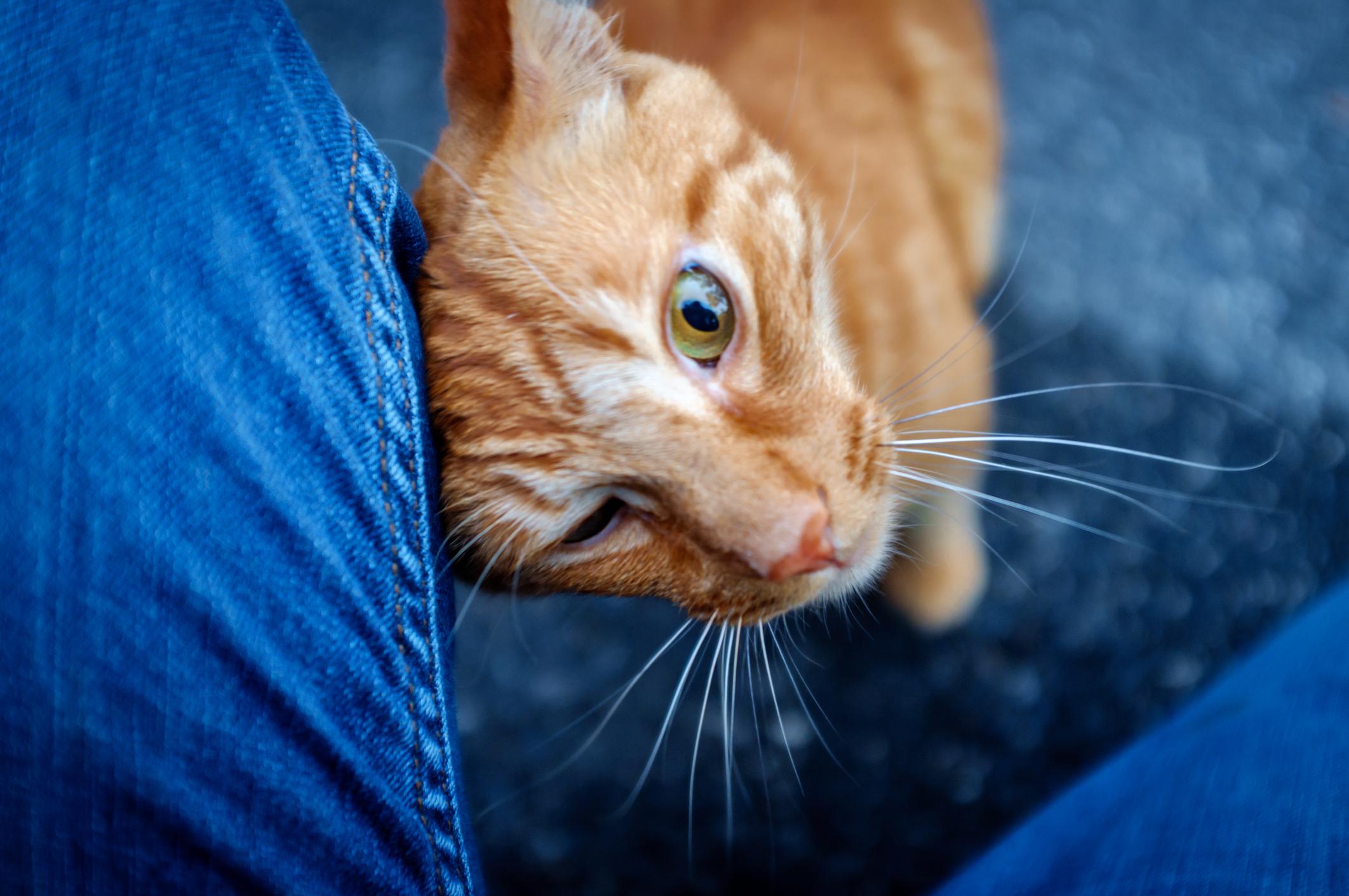 Orange cat nuzzling against person wearing blue jeans on a dark, textured background.