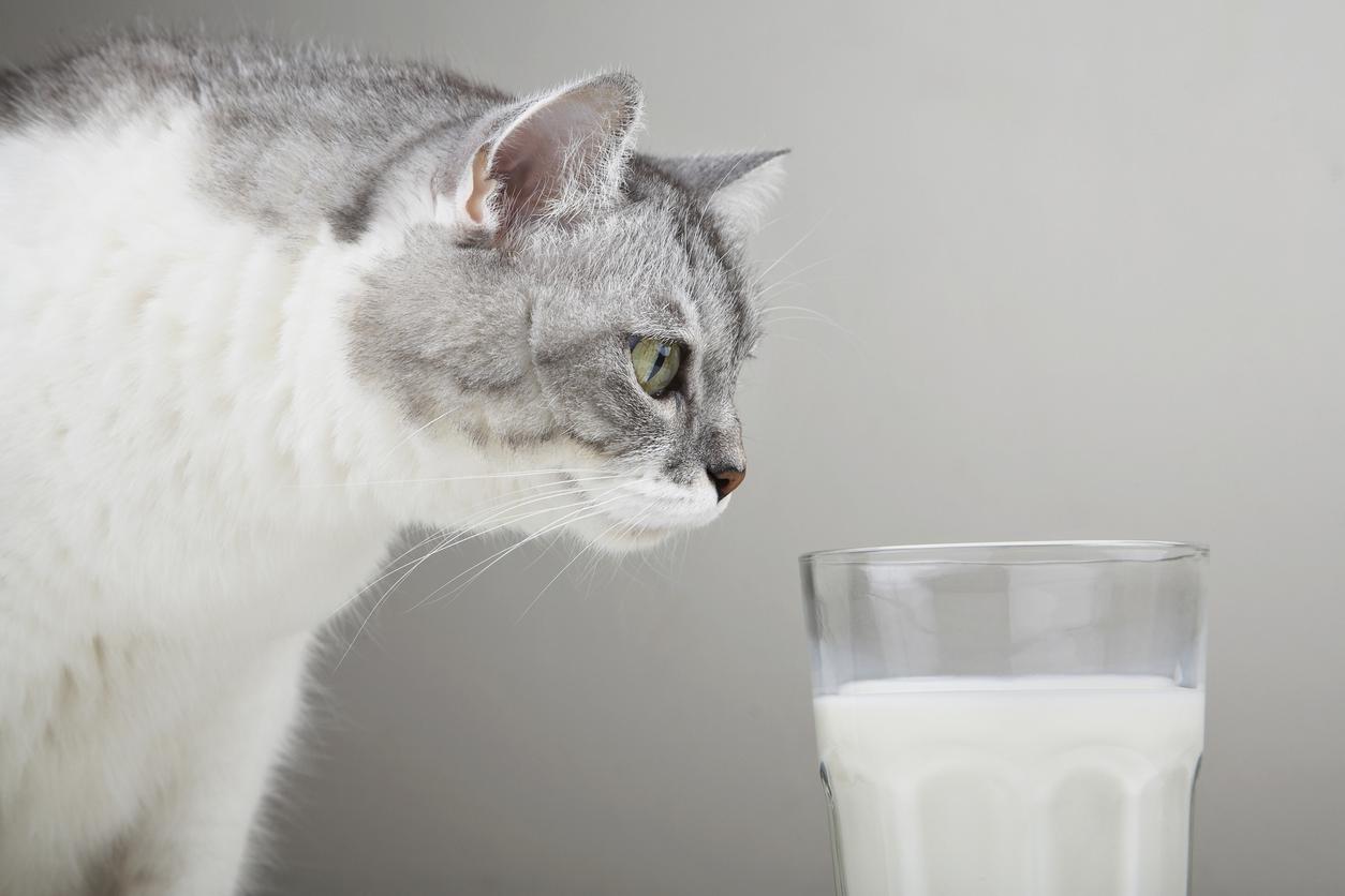 Cat intently looking at a glass of milk on a plain background.
