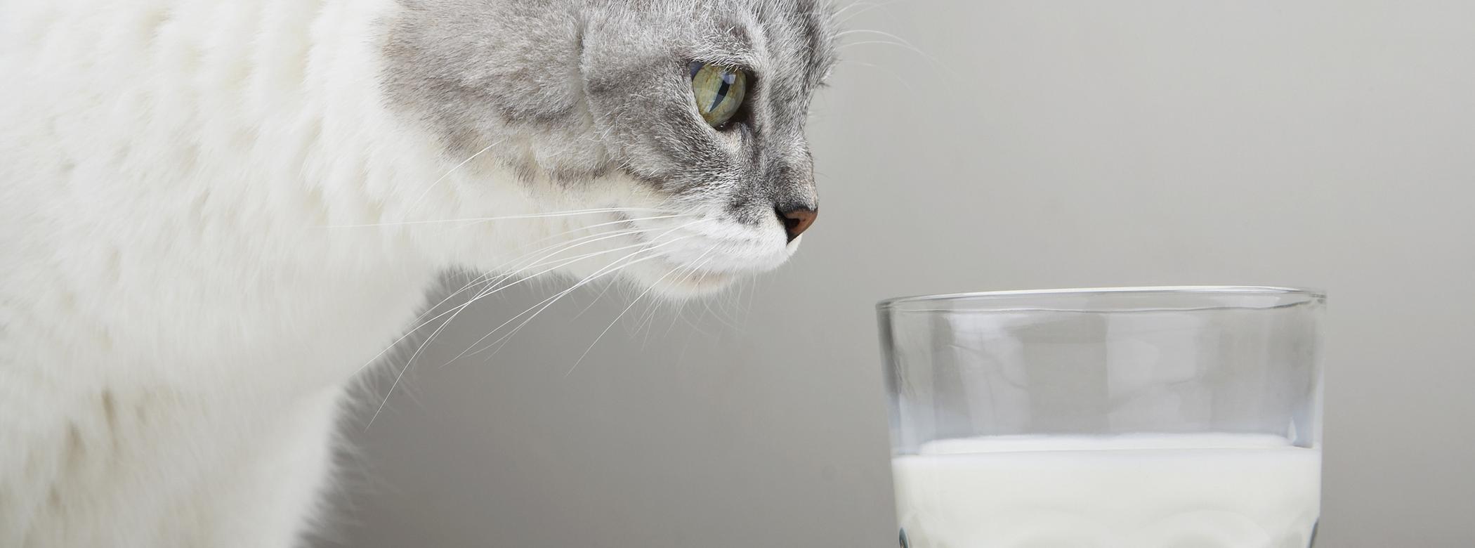 Cat intently looking at a glass of milk on a plain background.