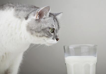 Cat intently looking at a glass of milk on a plain background.