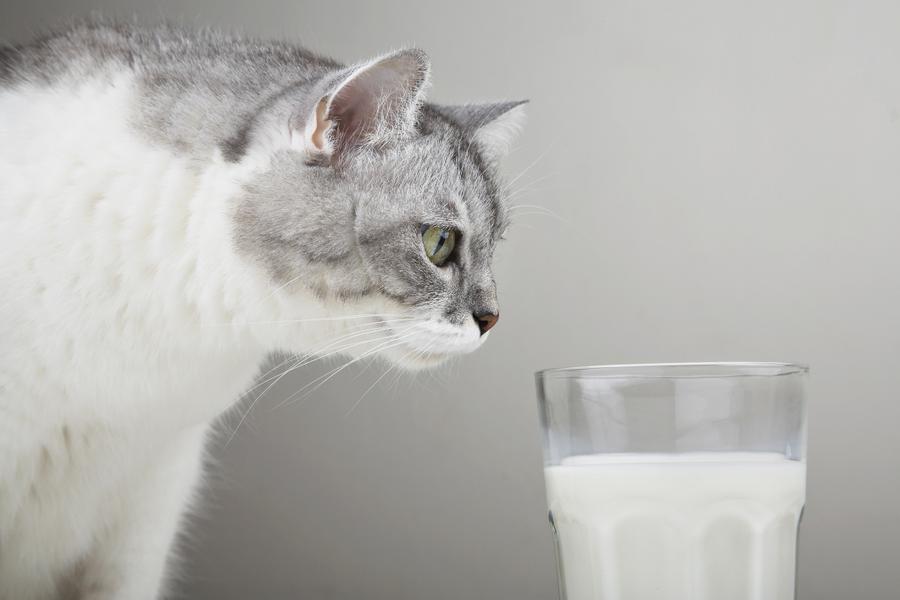 Cat intently looking at a glass of milk on a plain background.