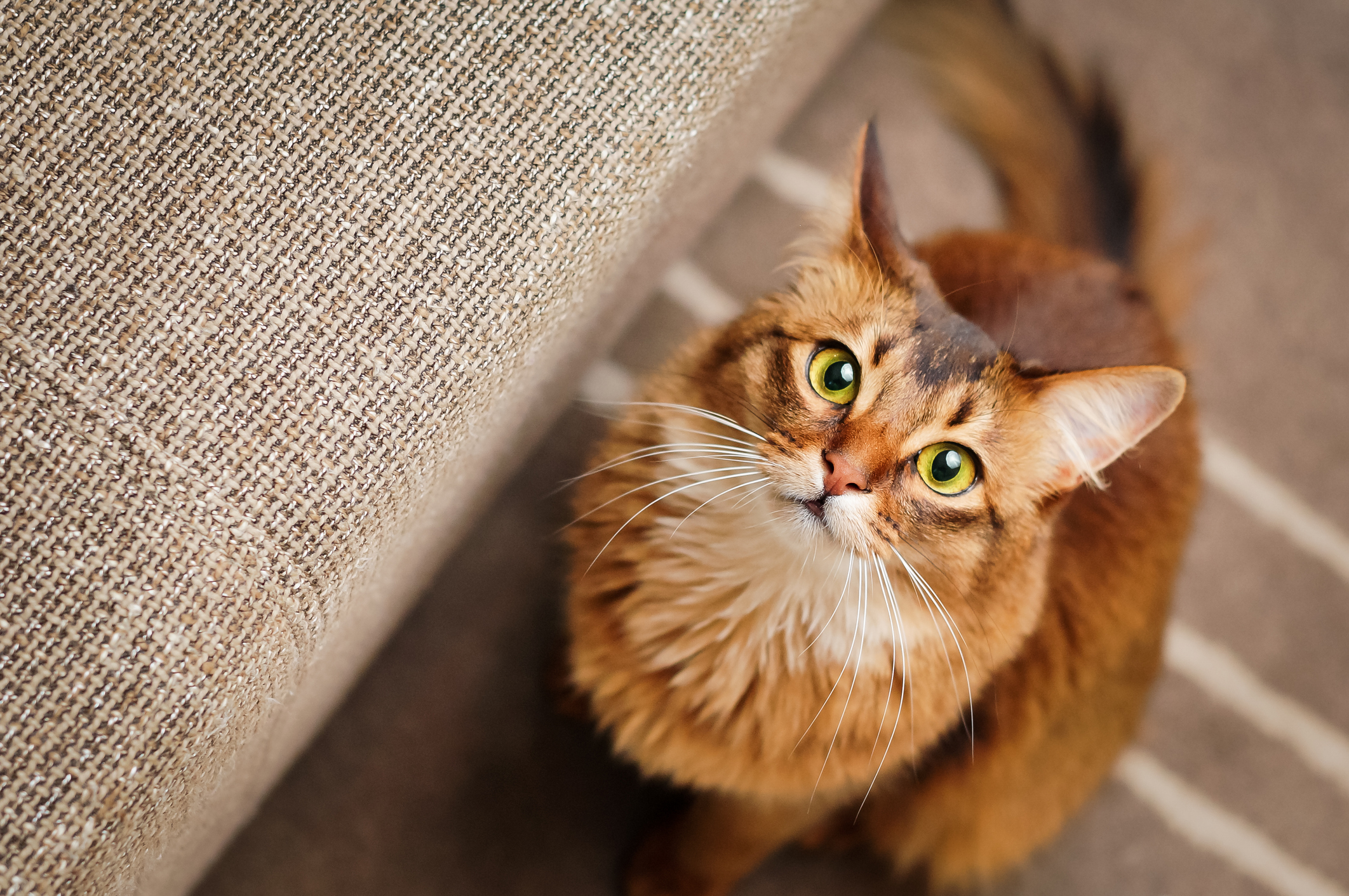 How to prepare your home for a first cat