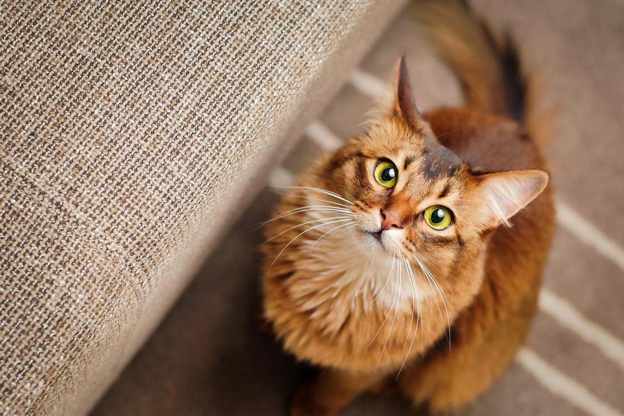 A ginger cat with green looking up at the camera while sitting next to a couch