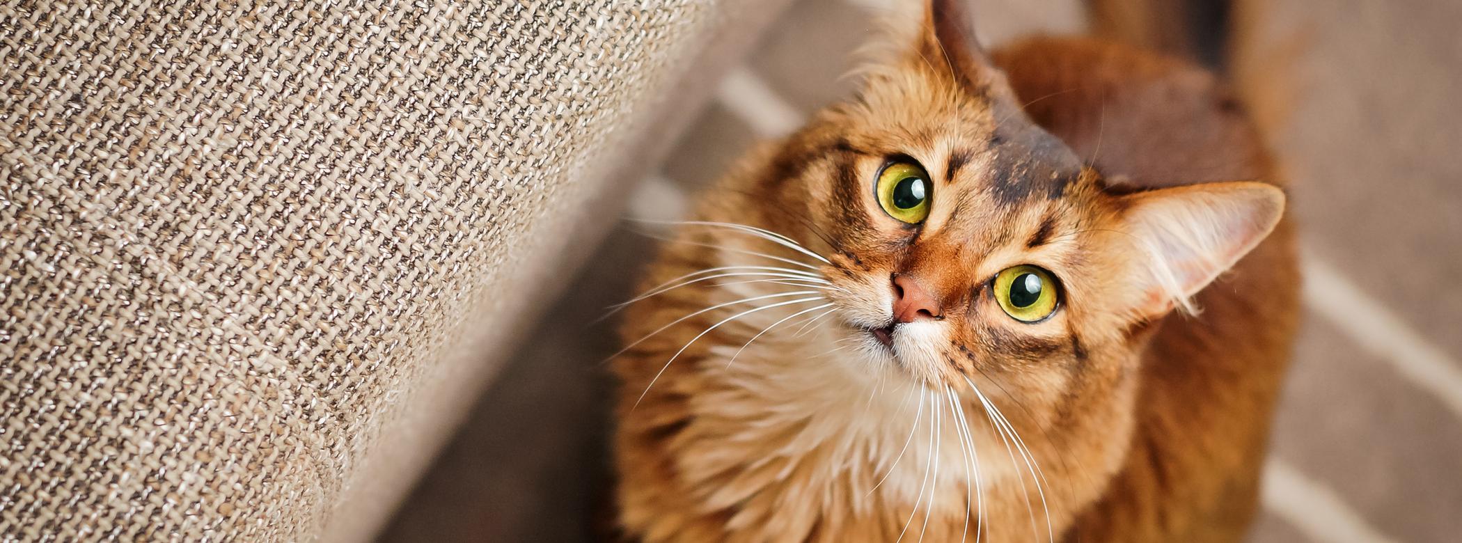 A ginger cat with green looking up at the camera while sitting next to a couch