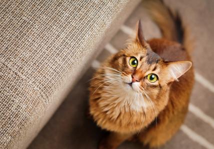 A ginger cat with green looking up at the camera while sitting next to a couch