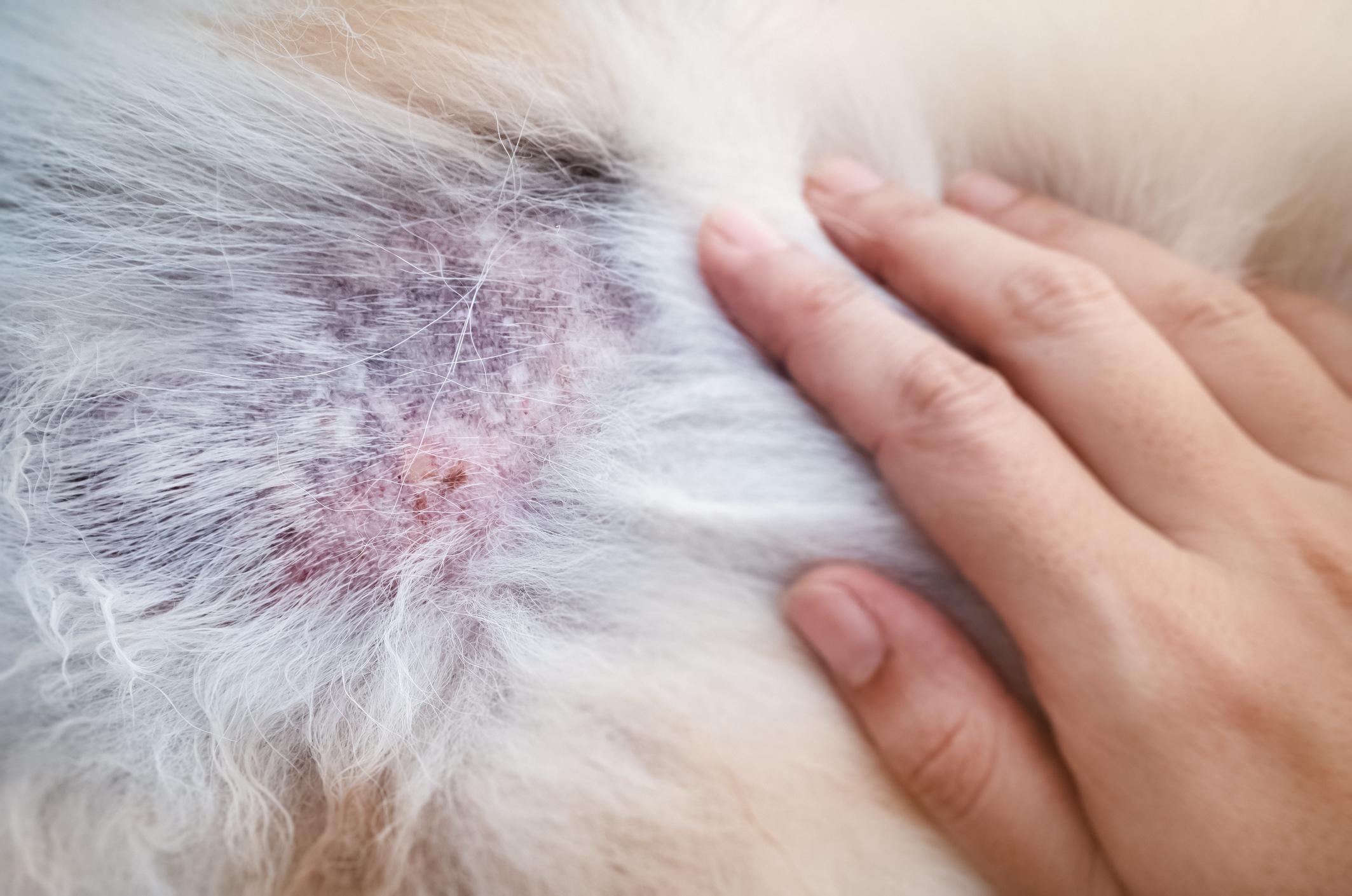 Hand examining a dog's skin irritation with a red, inflamed patch on the fur, indicating a possible skin condition.