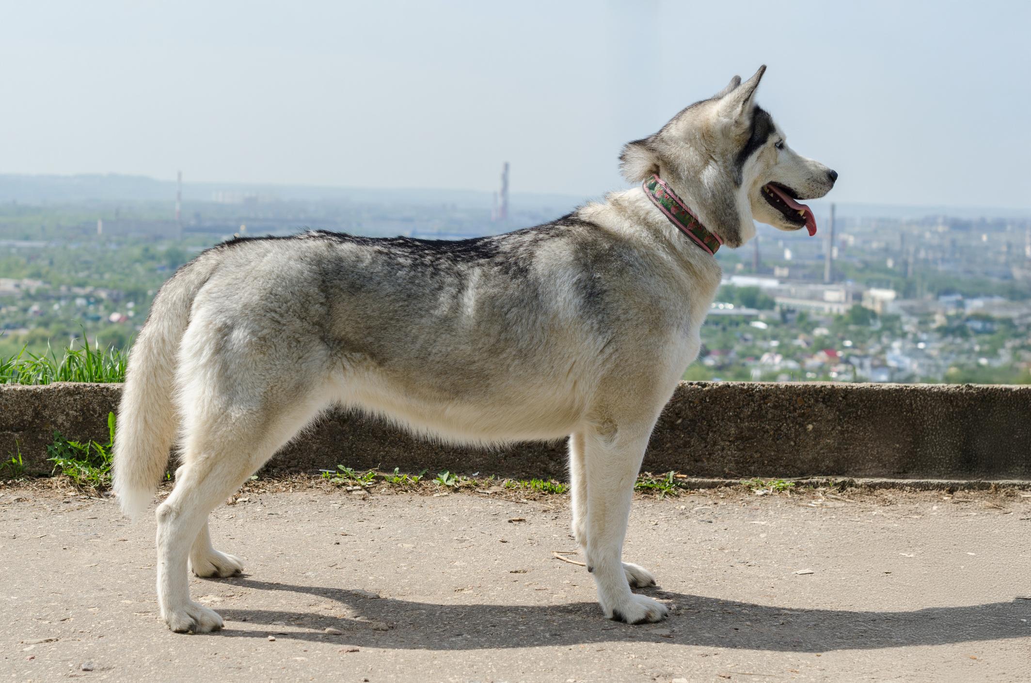 A Siberian Husky with a patterned collar stands on a path, looking out over a distant cityscape under a clear sky.