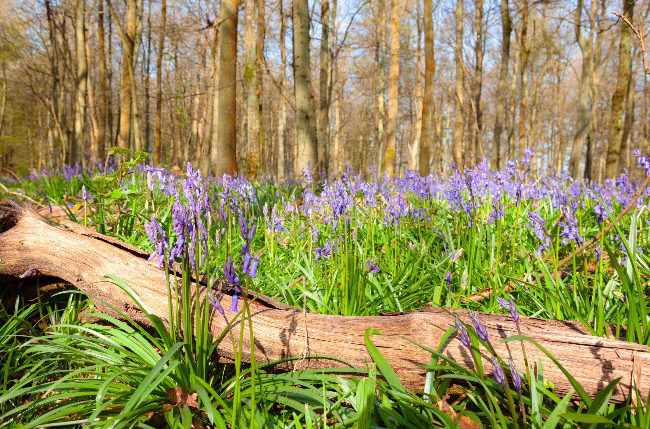 A woodland scene with bluebells blooming among green grass, set against a backdrop of tall, leafless trees under a clear blue sky.