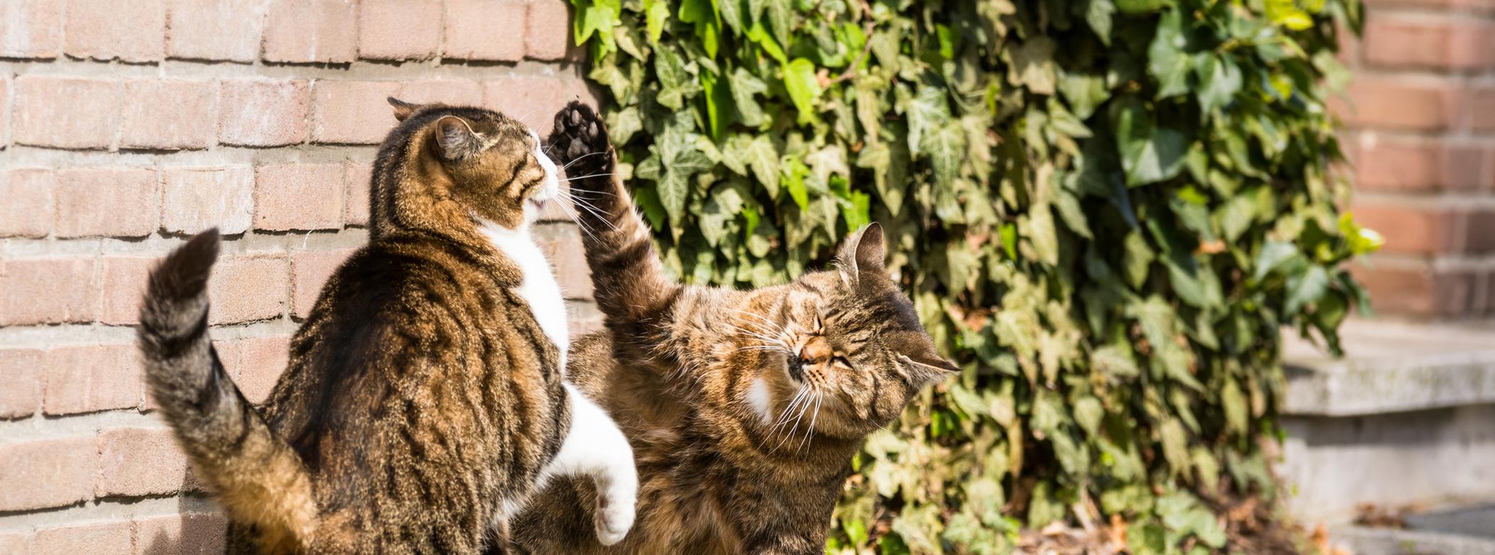 Two tabby cats playfully spar on a sunlit brick patio, surrounded by green ivy and steps.