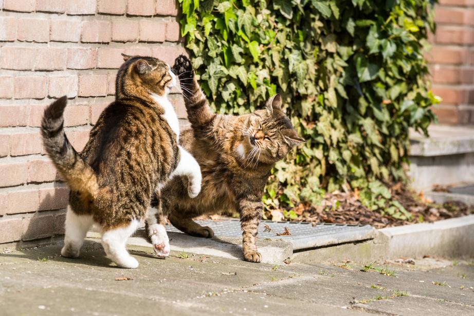 Two tabby cats playfully spar on a sunlit brick patio, surrounded by green ivy and steps.