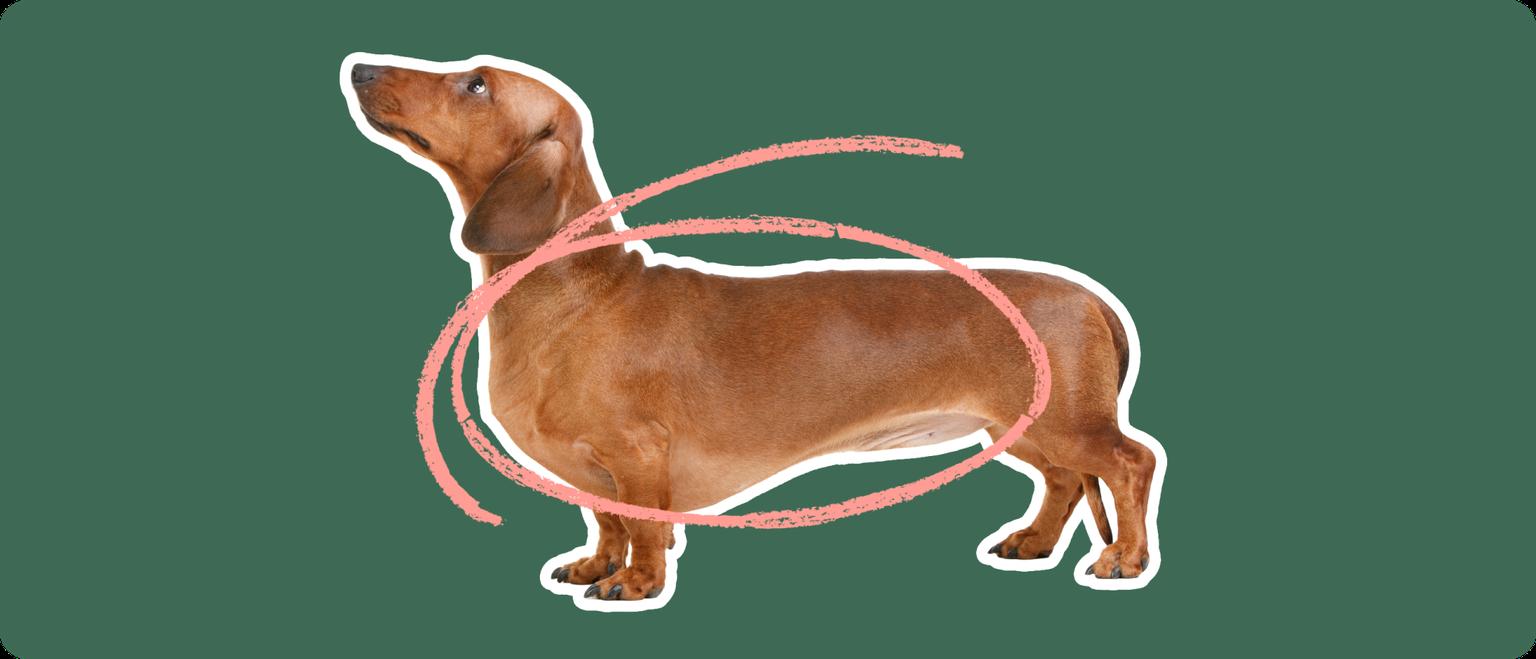 dachshund