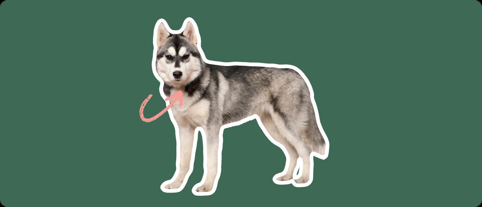 Husky