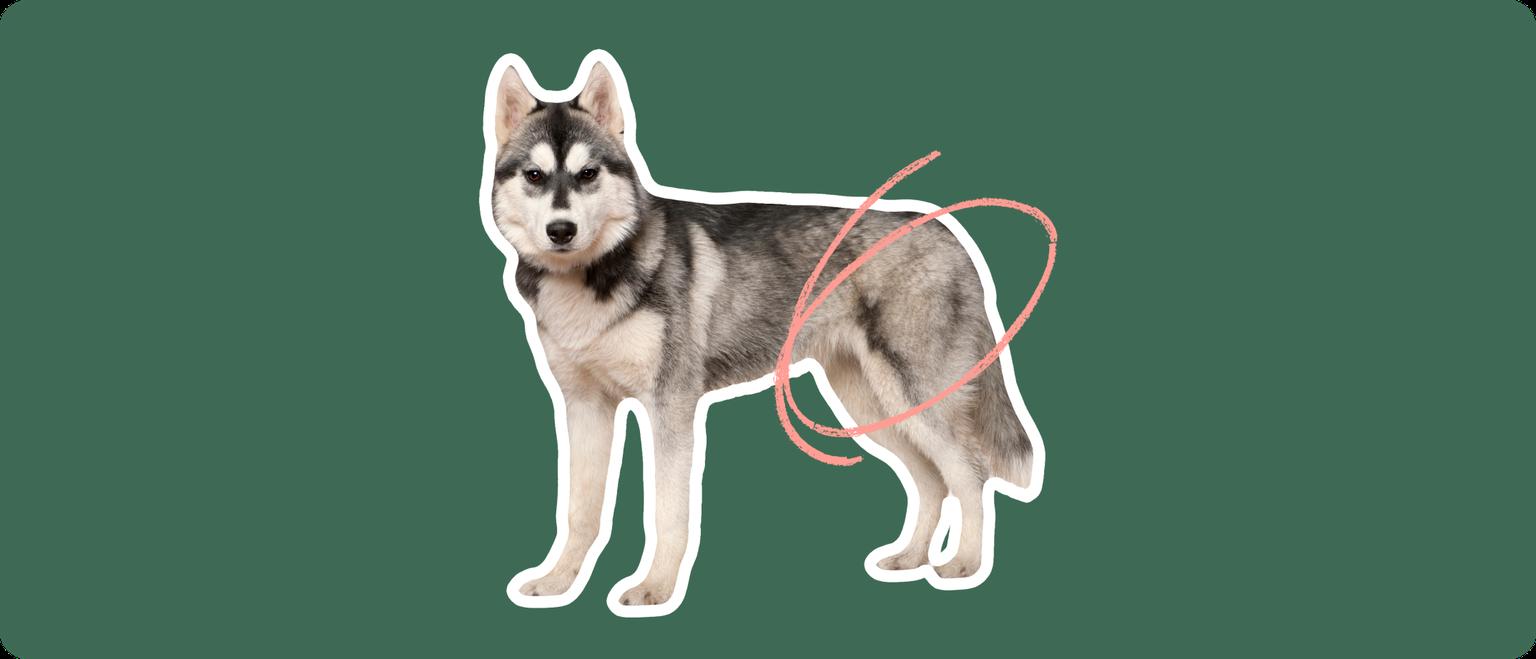 Husky