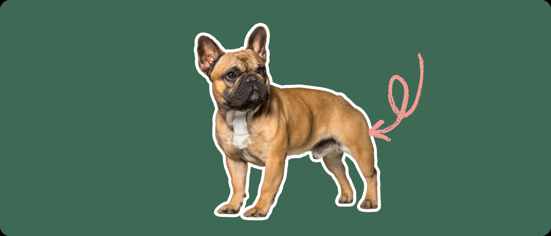 French bulldog