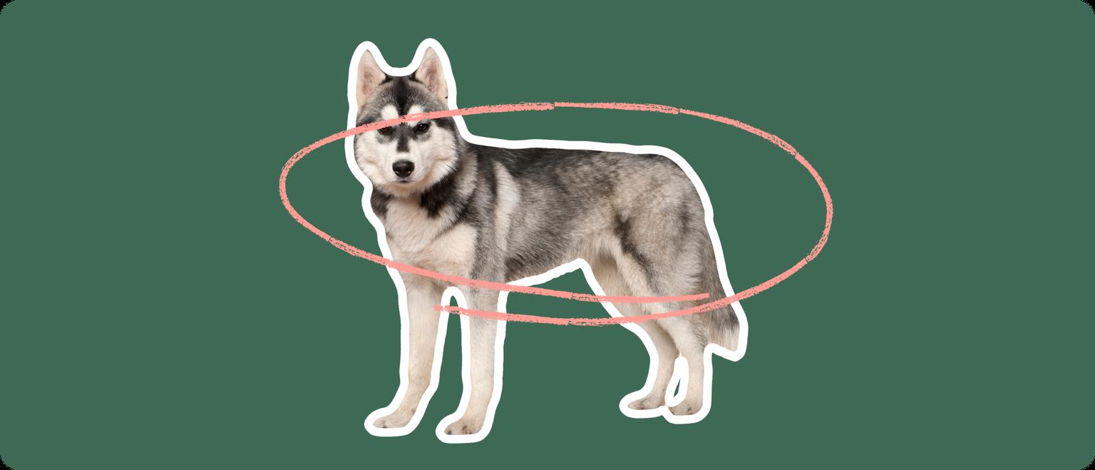 Husky