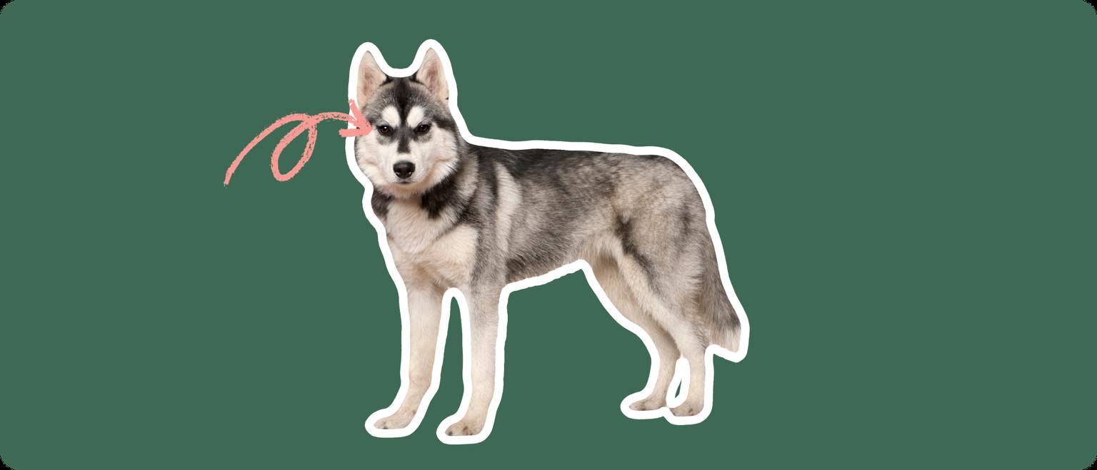Husky