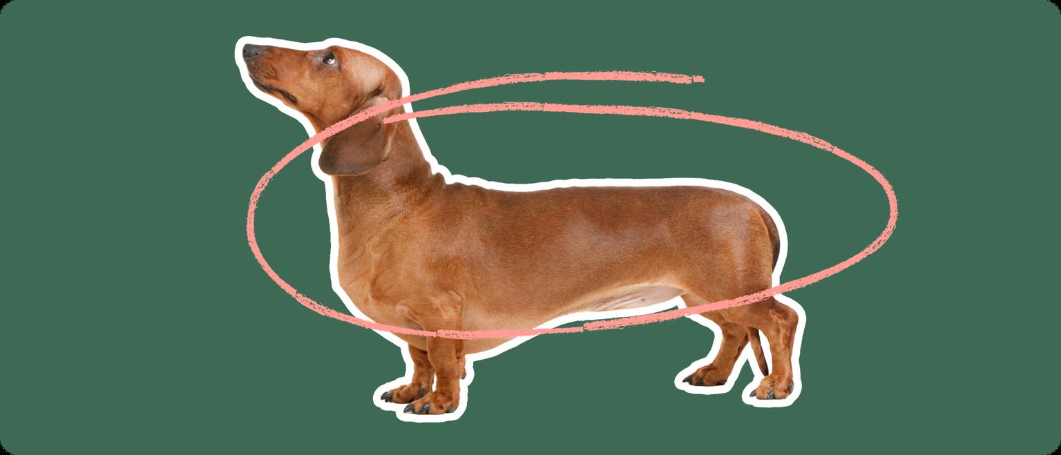 dachshund