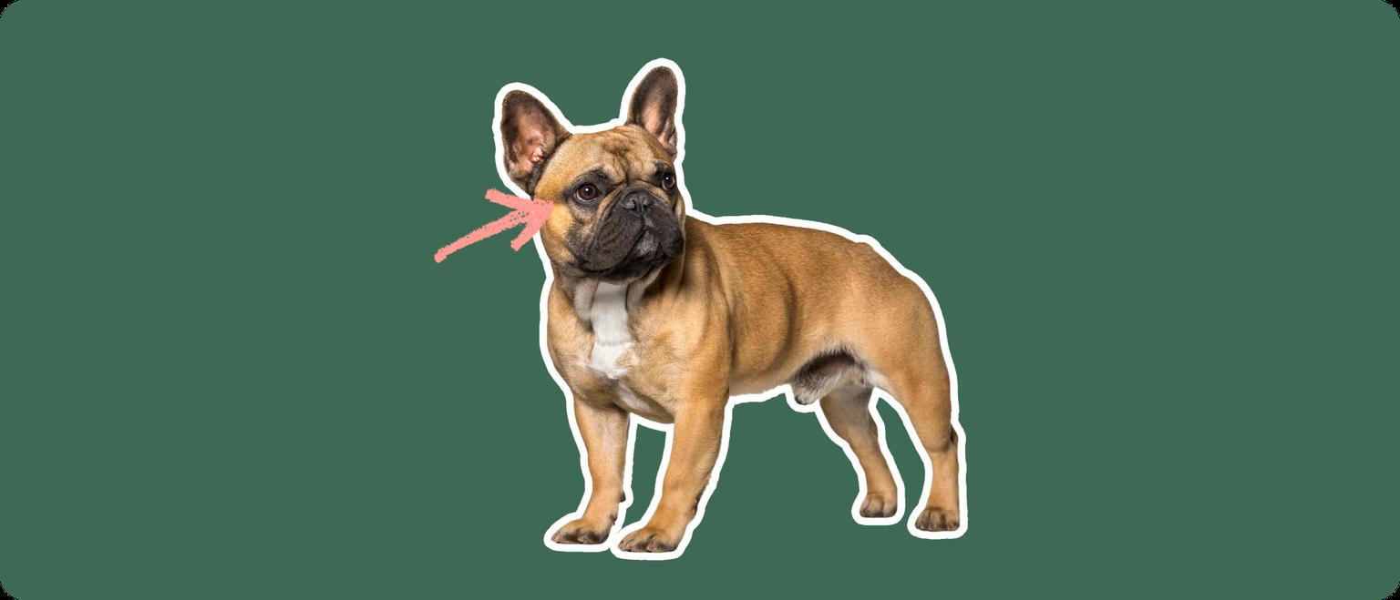 French bulldog