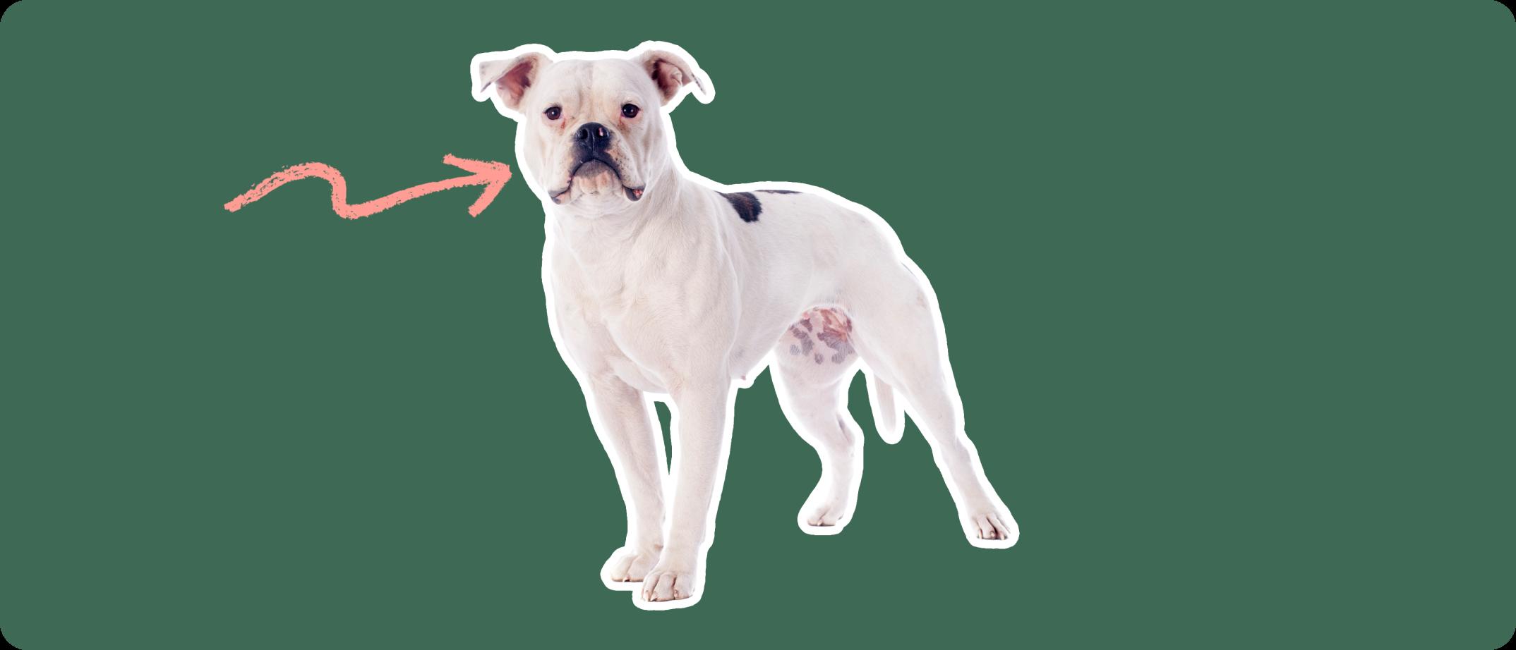 American Bulldog