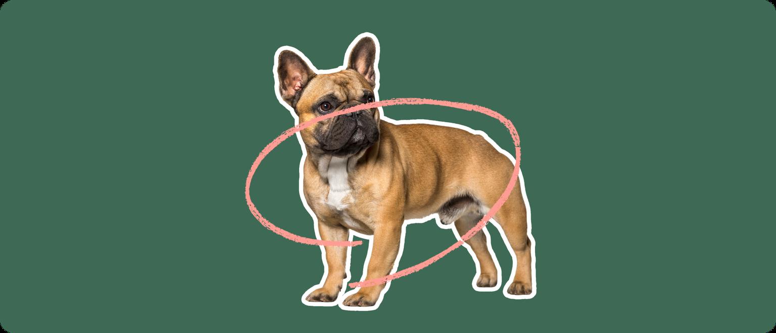 French bulldog