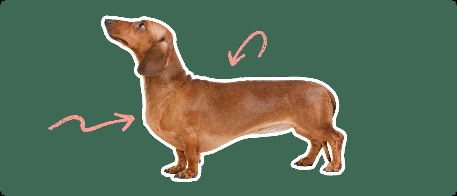 dachshund