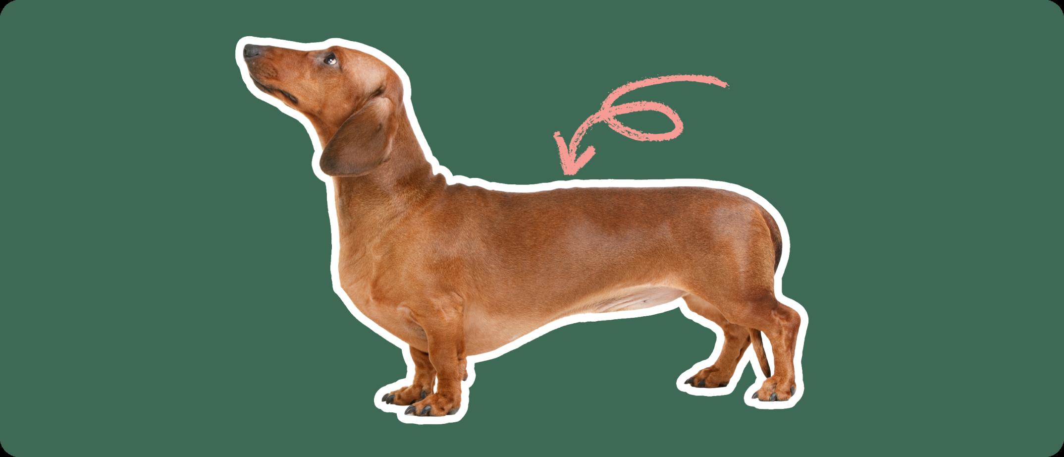 dachshund