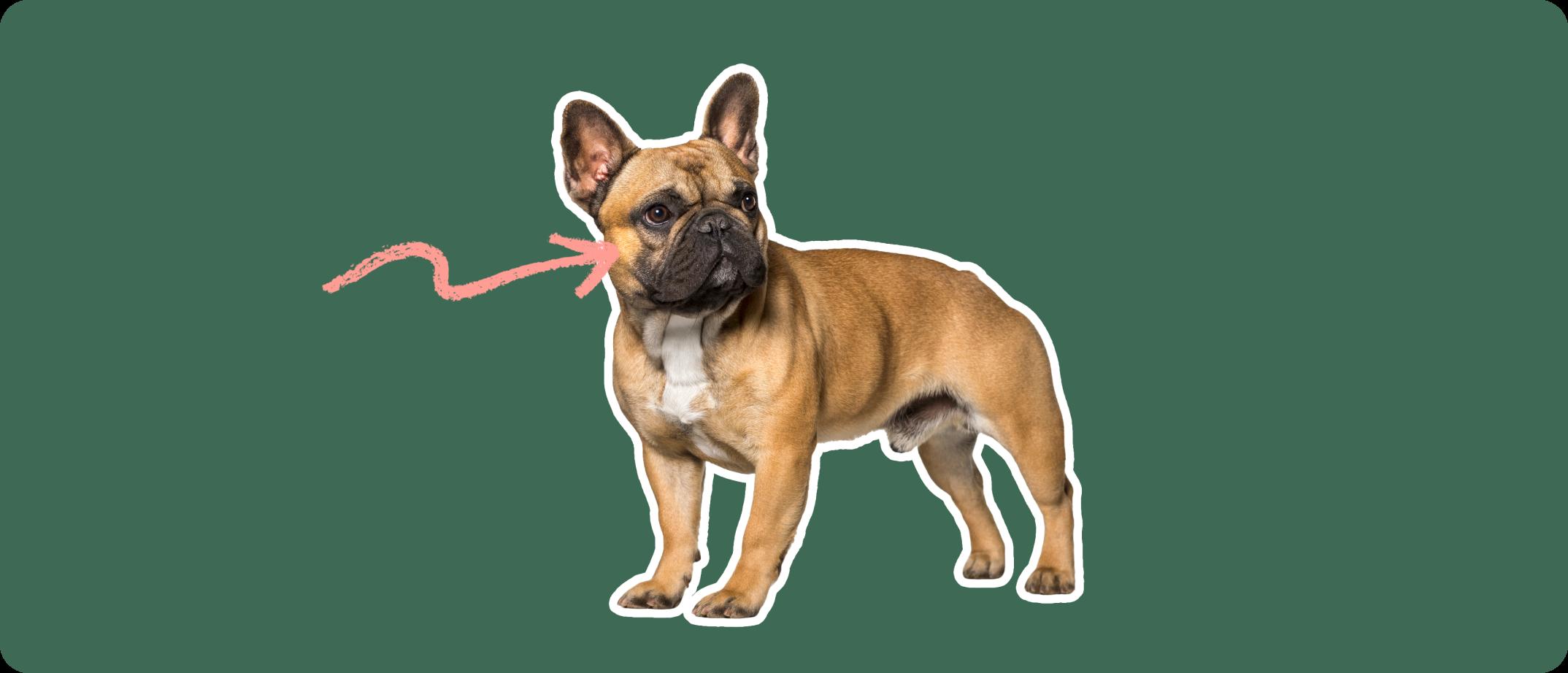 French bulldog