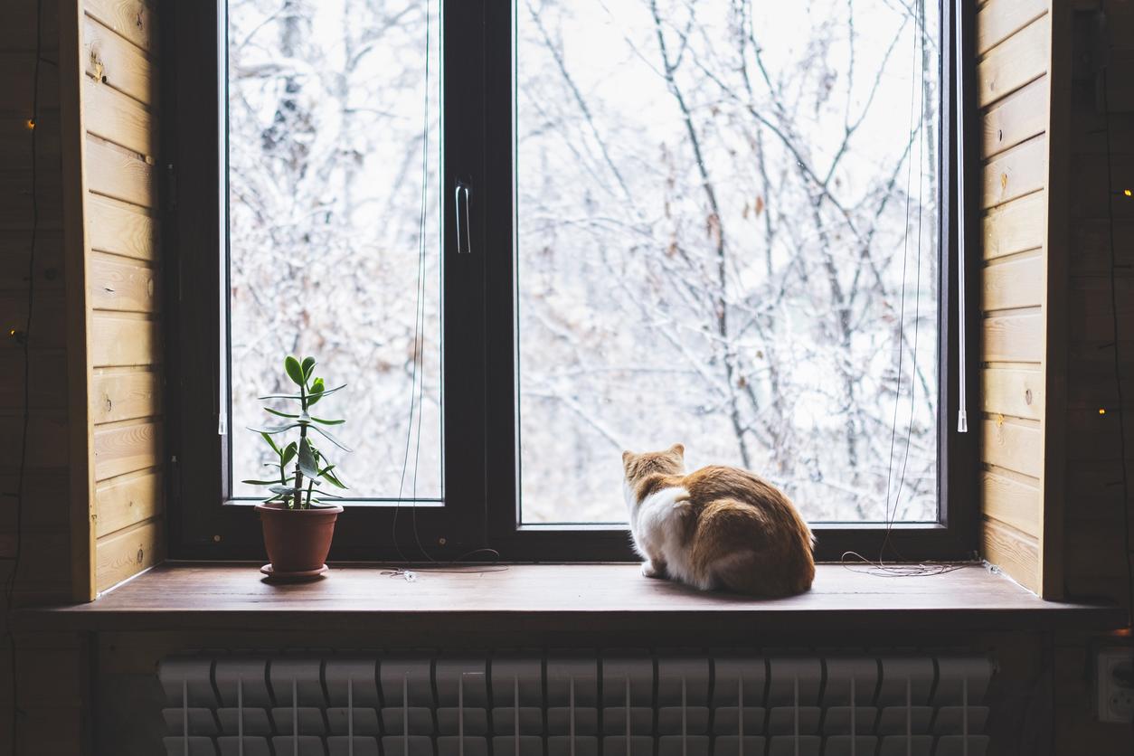 Ginger-and-white cat stares out of the window on a snowy, winter day