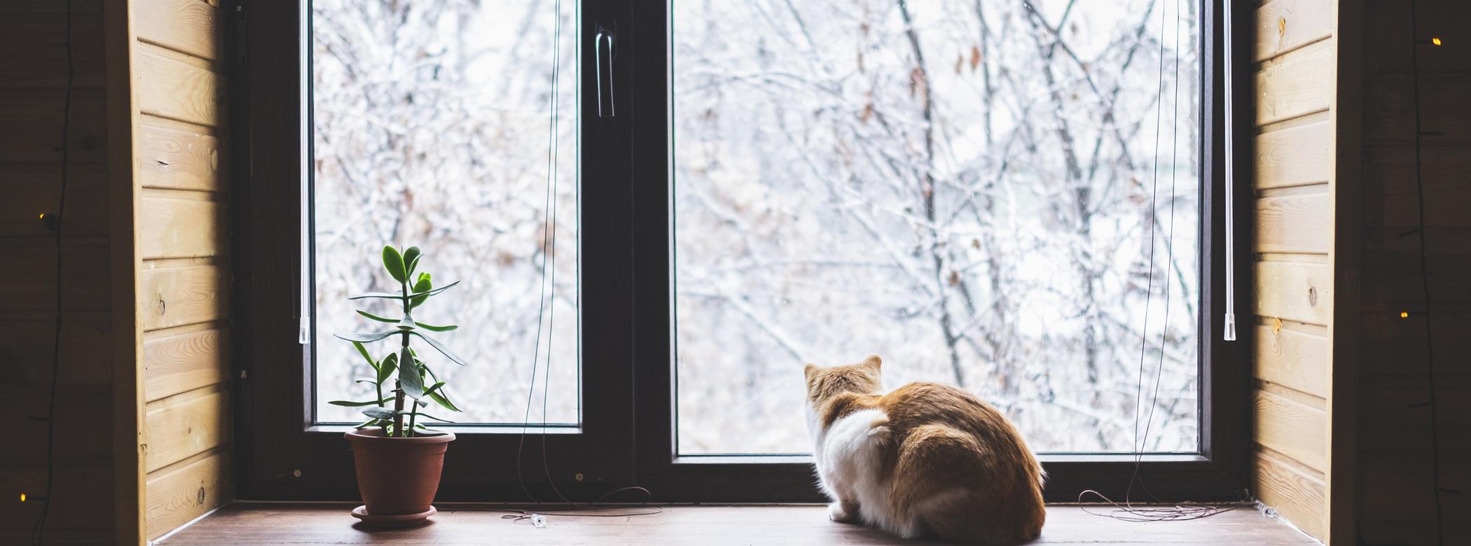 Ginger-and-white cat stares out of the window on a snowy, winter day