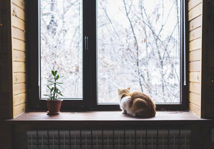 Ginger-and-white cat stares out of the window on a snowy, winter day