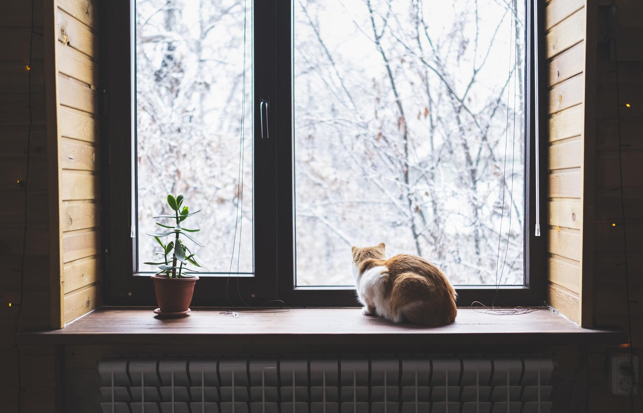 Ginger-and-white cat stares out of the window on a snowy, winter day