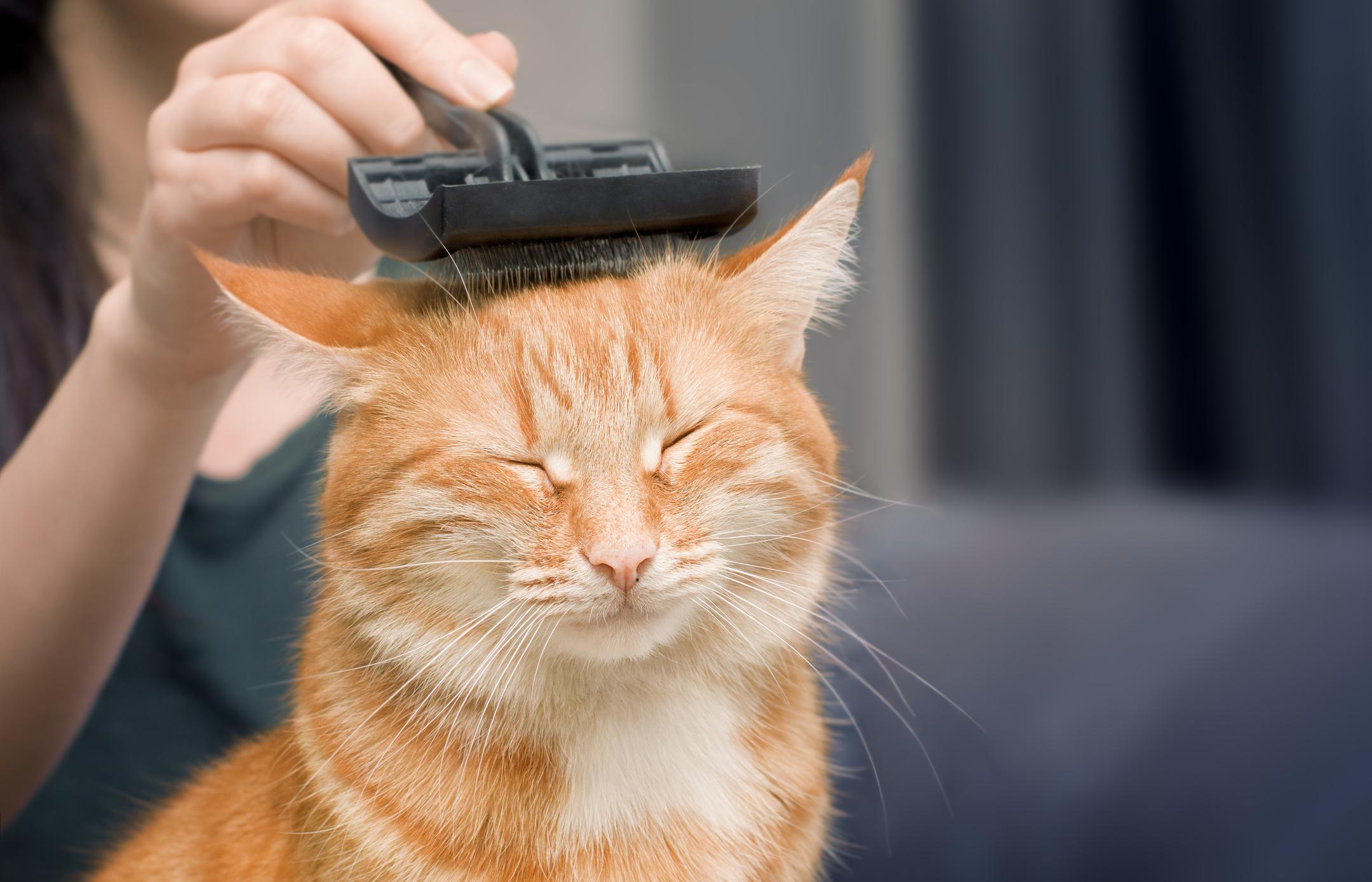 A content orange tabby cat with closed eyes is being brushed gently by a person, creating a relaxed atmosphere.
