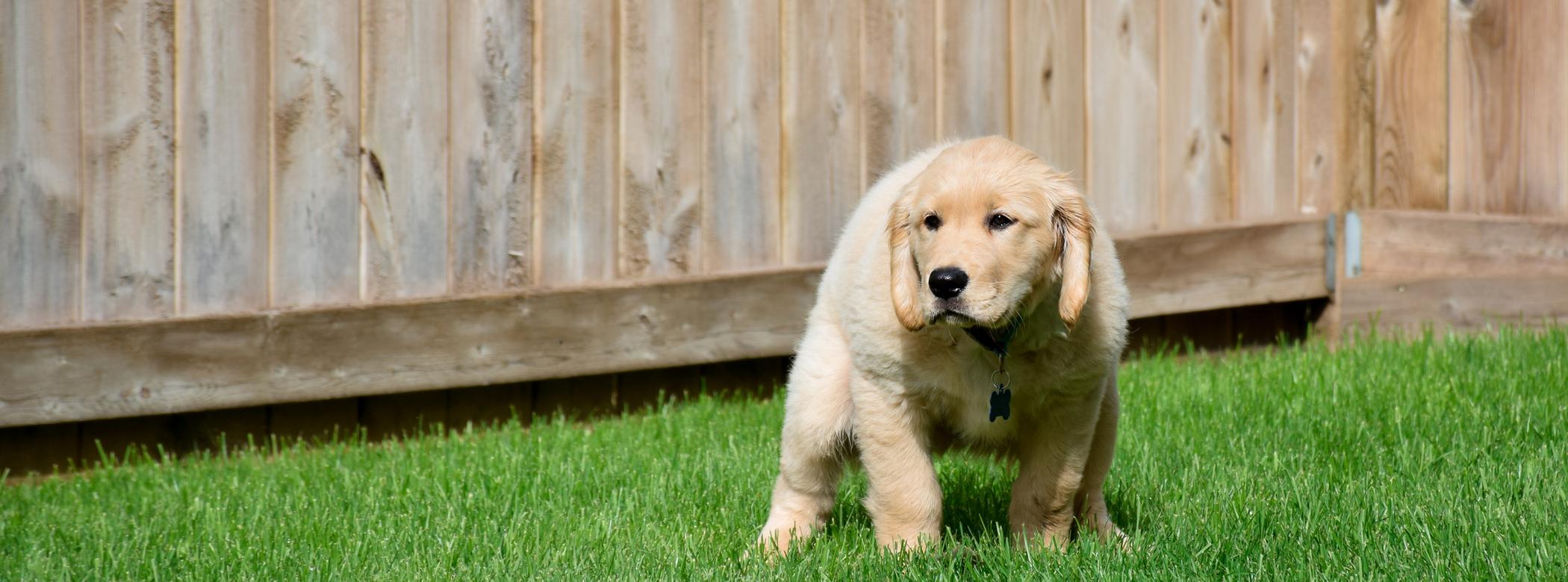 A Golden Retriever puppy straining to poop on green grass in front of a wooden fence.